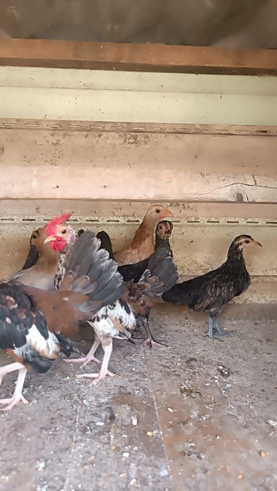 Продам карликовые кур.