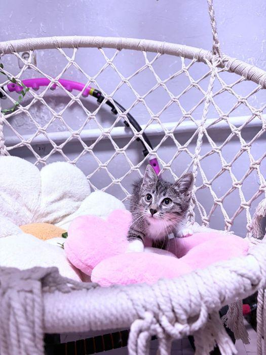 Серенькая кошечка ищет дом