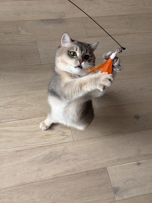 British shorthair chinchilla blue 9 luni motan