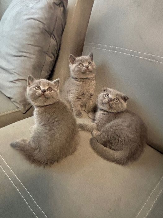 Британски котенца