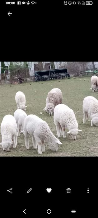 Vând miei, rasa de carne.