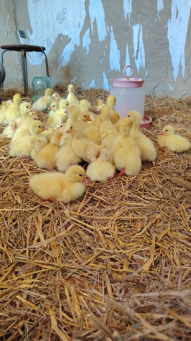 Продам гусяток линда