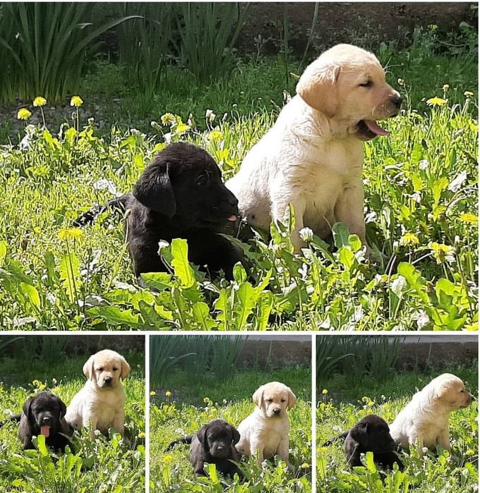 Чистокровные щенки лабрадора