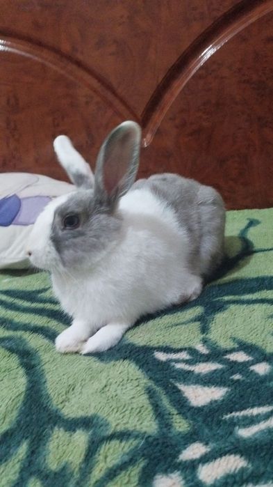 Отдам кролика с вальером