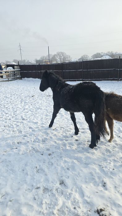 Продам россиских жеребят