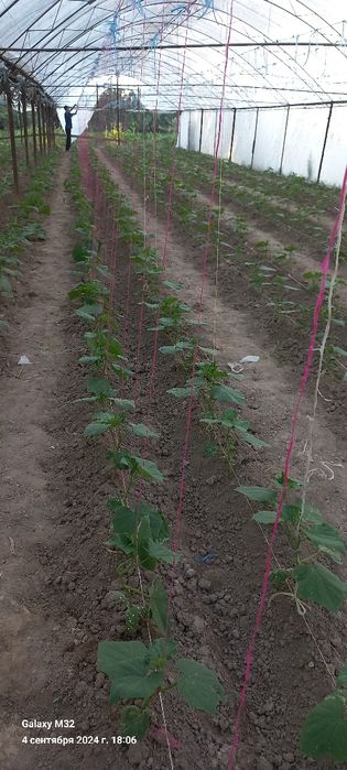 Уй 6 хона, 14 сотих,..