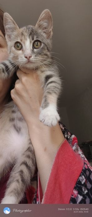Мальчик котенок и девочка