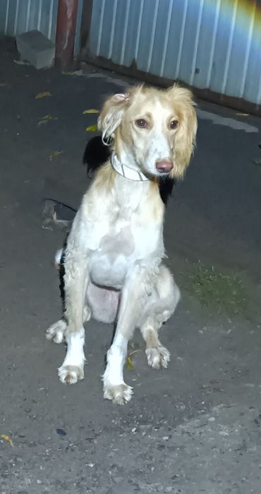 Продам собаку тазы