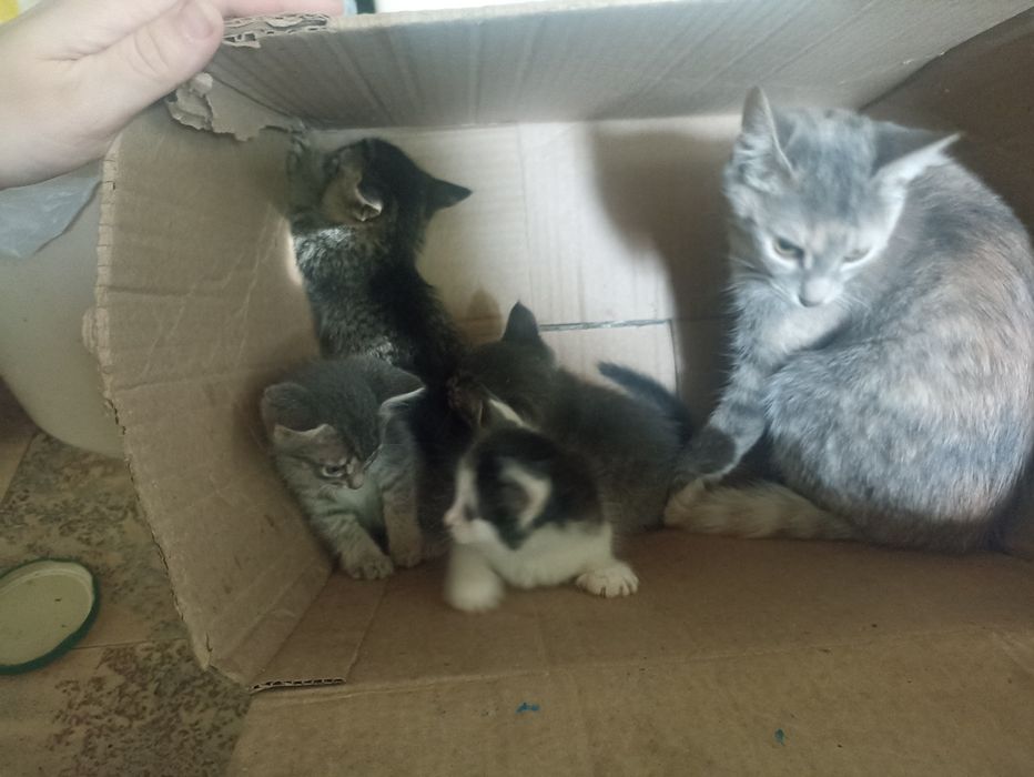 Одам котят в добрые руки