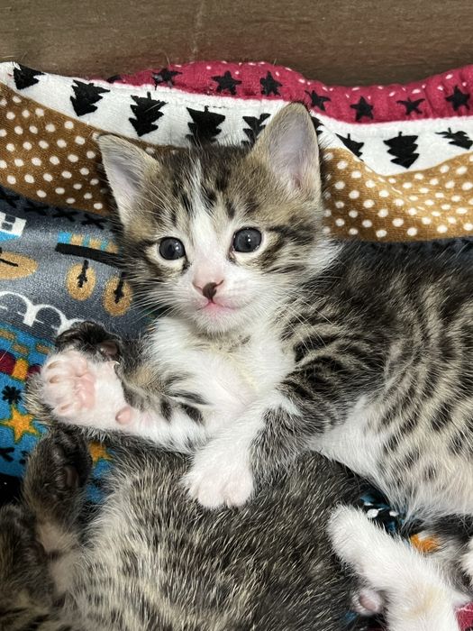 Отдам котят в хорошие руки бесплатно