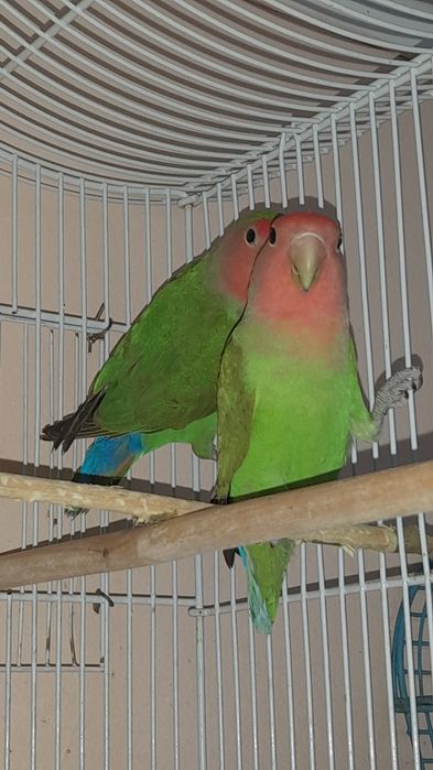 Попугаев неразлучники