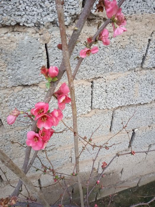 viegella spreya yopon ayva kochatlari