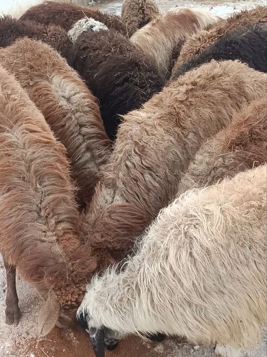 Қойлар буаз қозылы