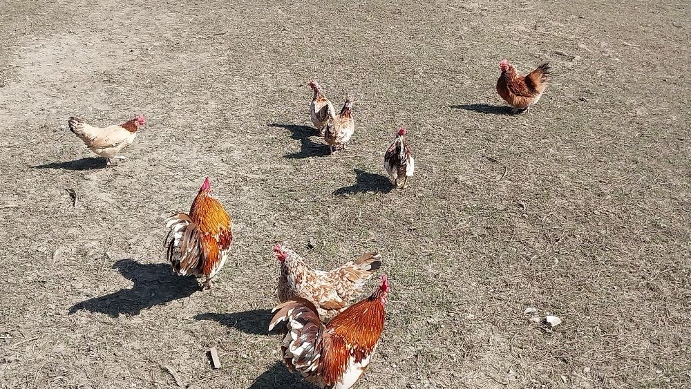 Куры птицы декоративные