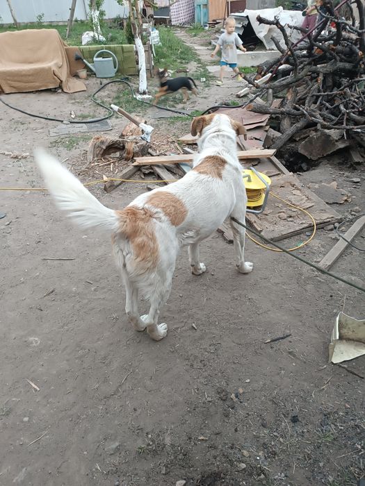 Отдам большого пса