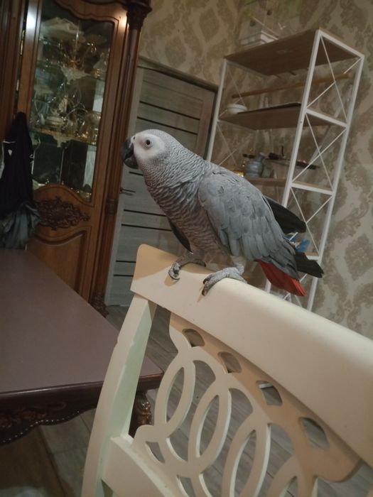 Продаётся жако папугай