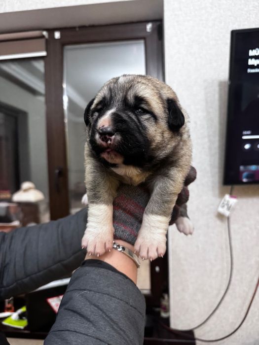 Продам щенков кангала