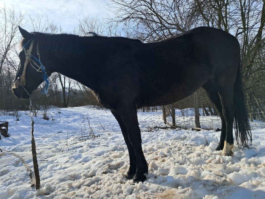 vand iapa,8000 de lei ,