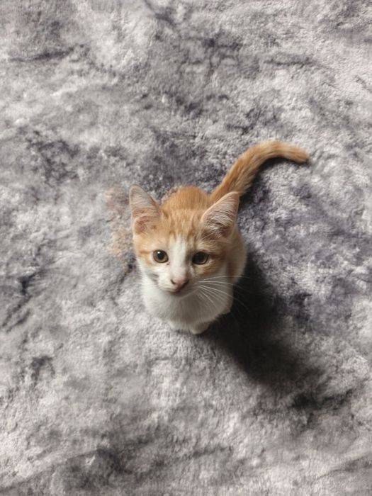 Рыжий котик мальчик -2 месяца