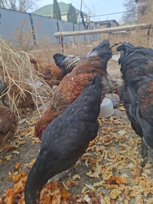 Продам домашных курей