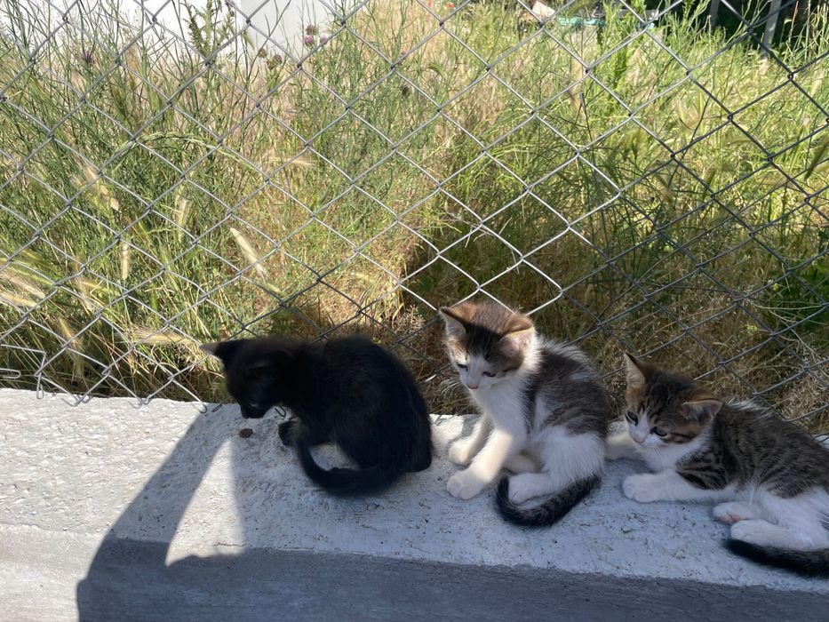 Подаряват се малки котенца