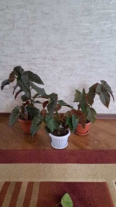 Комнатные цветы разные