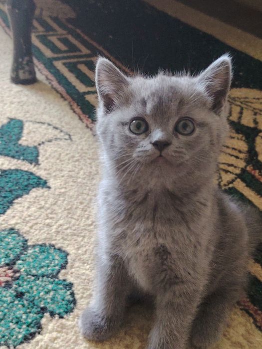 Шотландские чисто кровные котята