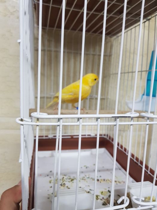 Продаются канарейки (кенары)