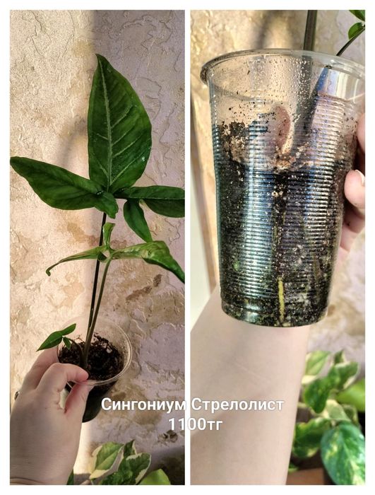 Цветы.                .