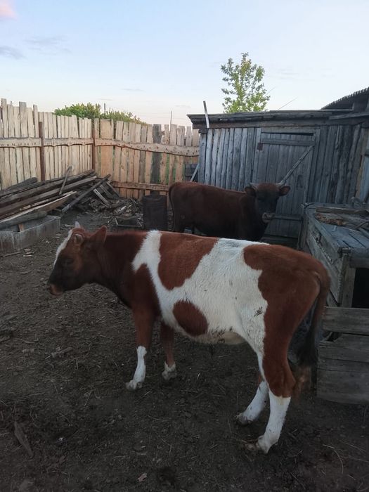 Продам бычков годовалых