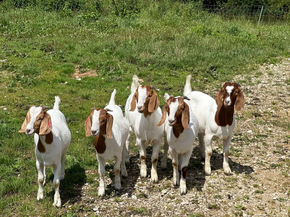 Capre iezi iedute țap rasă Boer Sangeorgiu de Mures • OLX.ro