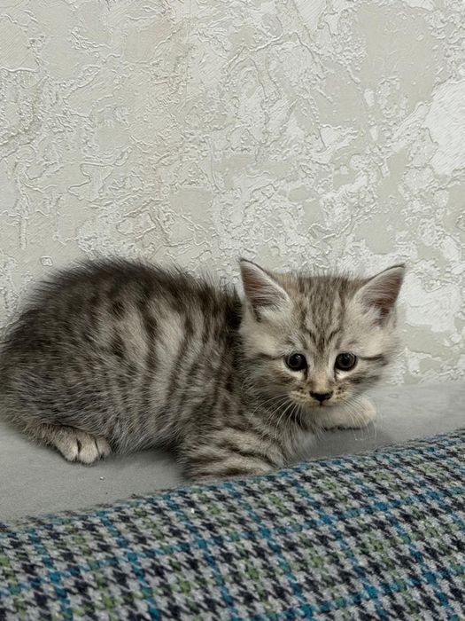 Продаются котята!!!
