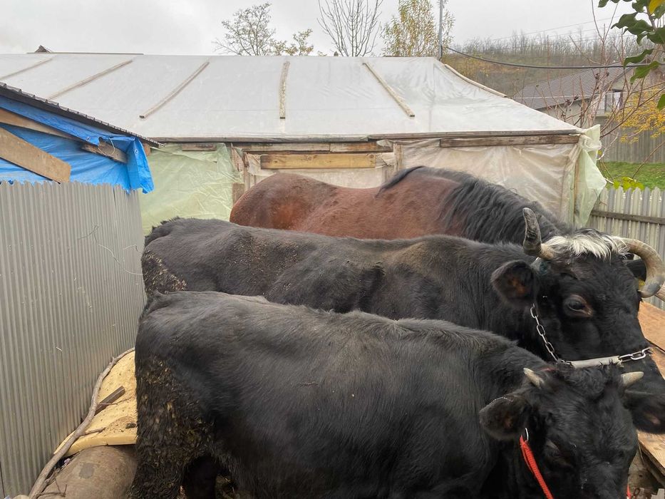 Vand animale detali în privat