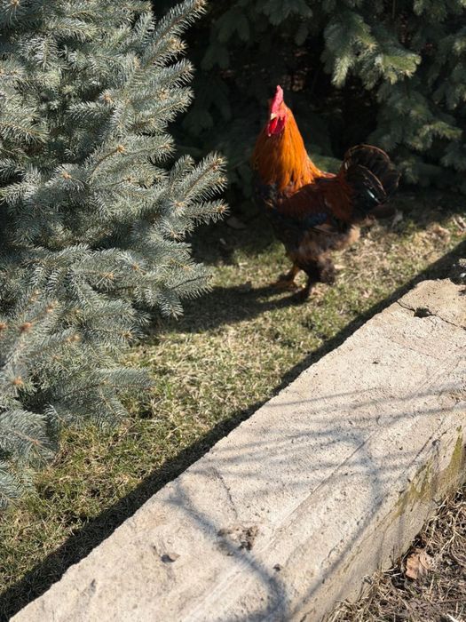 Петухи прошлогодние