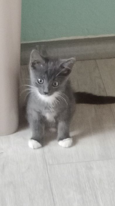 Отдам котёнка красавчика