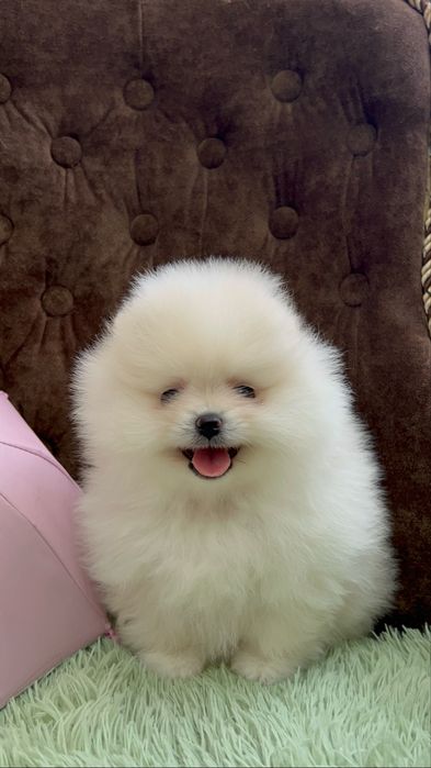 Померанский шпиц щенки