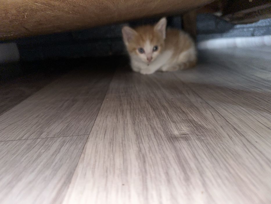 Отдам котят а хорошие руки