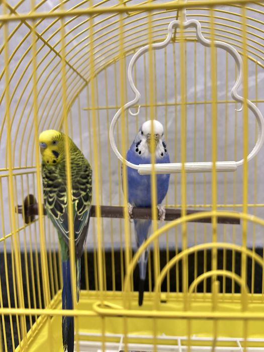 Продам двух попугаев