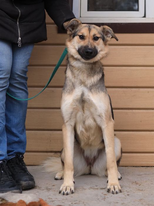 Семейная собака - компаньон Стелла