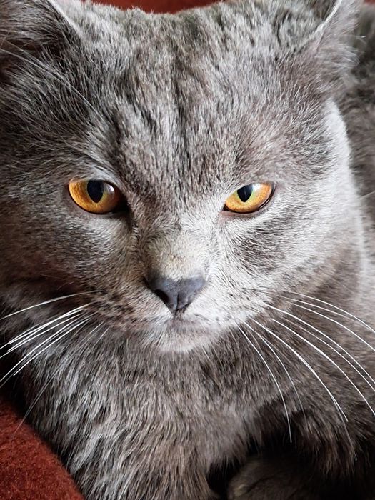 Кошка для вязки, британский скоч страйк