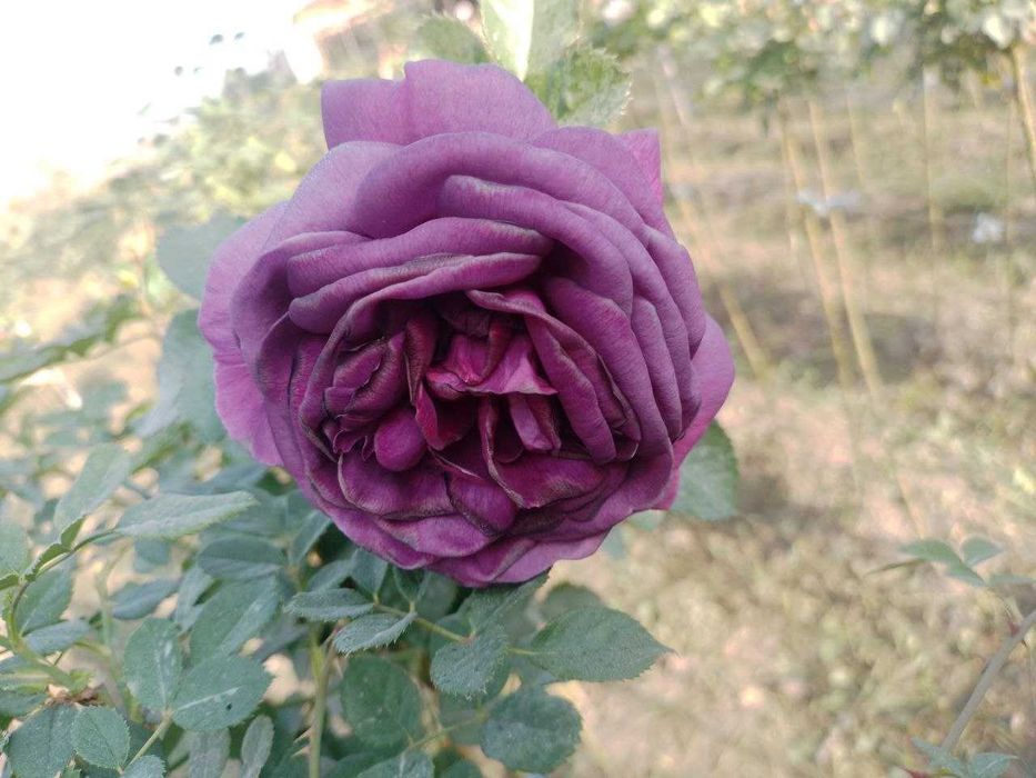 Штамплар сотилади