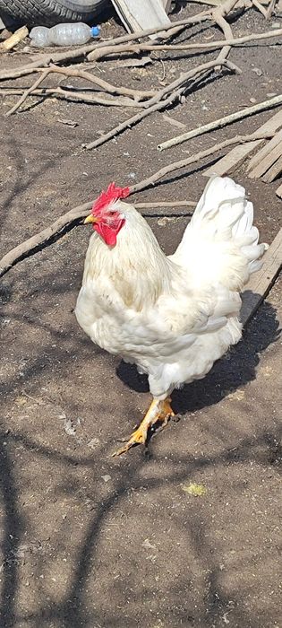 Продам молодых  домашних петухов