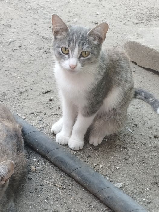 Животные. Котята