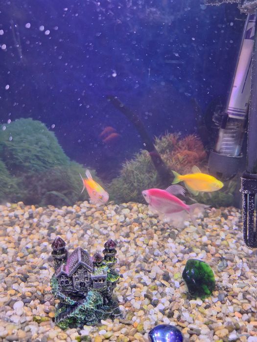 ПОДАРЯВАМ аквариум с рибки