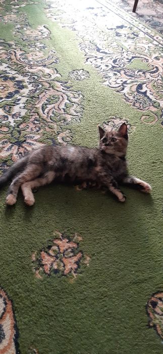 Кошка Лиза ищет себе семью.