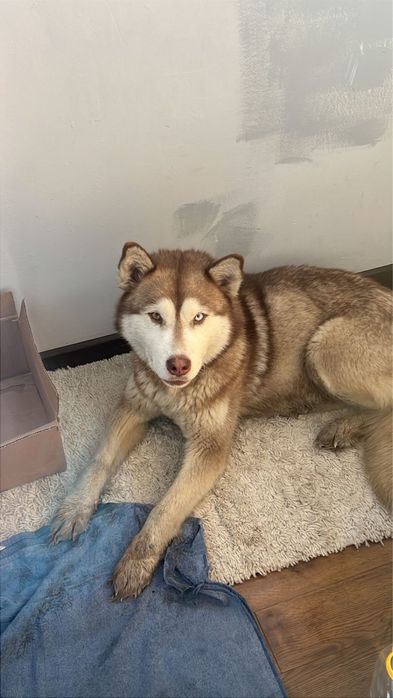 Хаски, девочка только в ответсвенные добрые руки