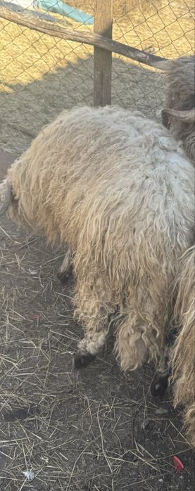 Vand un berbec de anul trecut