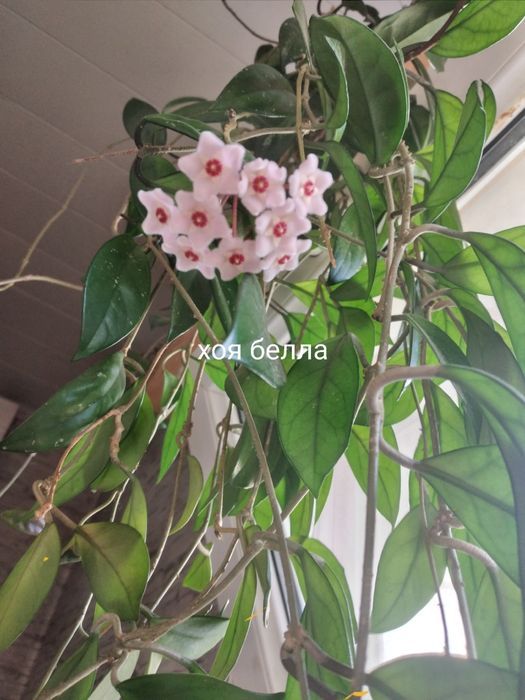 Хойя белла.Отростки .Укорененные в горшочках