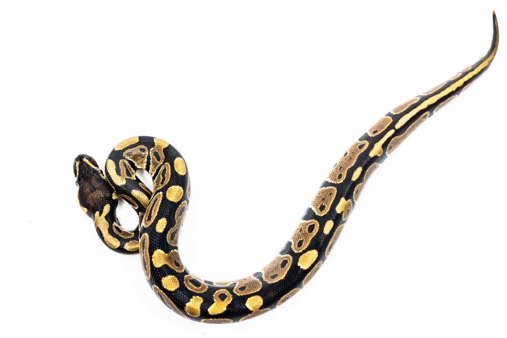 Pitoni Regali (Python Regius)