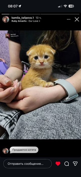 Продаю котят скотишь фолд и страйт